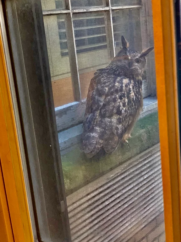 Φλάκο: Η διάσημη κουκουβάγια του Central Park εξελίχθηκε σε… ηδονοβλεψία-1