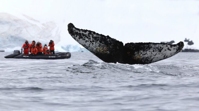 οι-ληξίαρχοι-των-φαλαινών-562786477