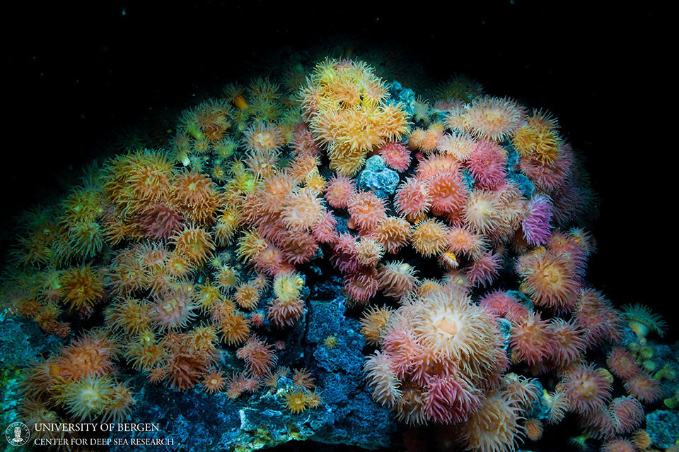 Το μυστικό ενός κουνουπιού 130 εκατομμυρίων ετών-1