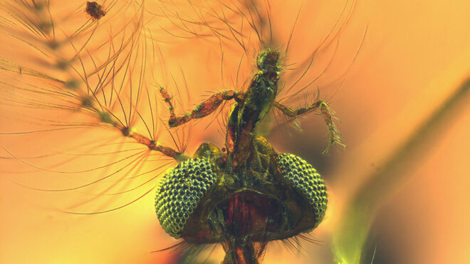 το-μυστικό-ενός-κουνουπιού-130-εκατομμυρ-562766371