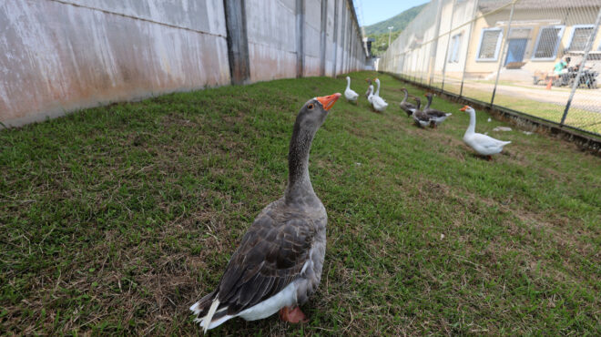 βραζιλία-στρατολογούν-χήνες-ως-φρ-562795471