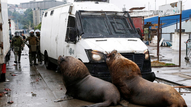 που-πήγαν-τα-ψάρια-562804666