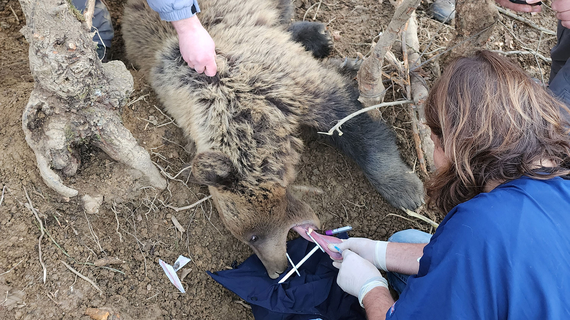 Διασυνοριακή συνεργασία για την απελευθέρωση παγιδευμένης αρκούδας-2