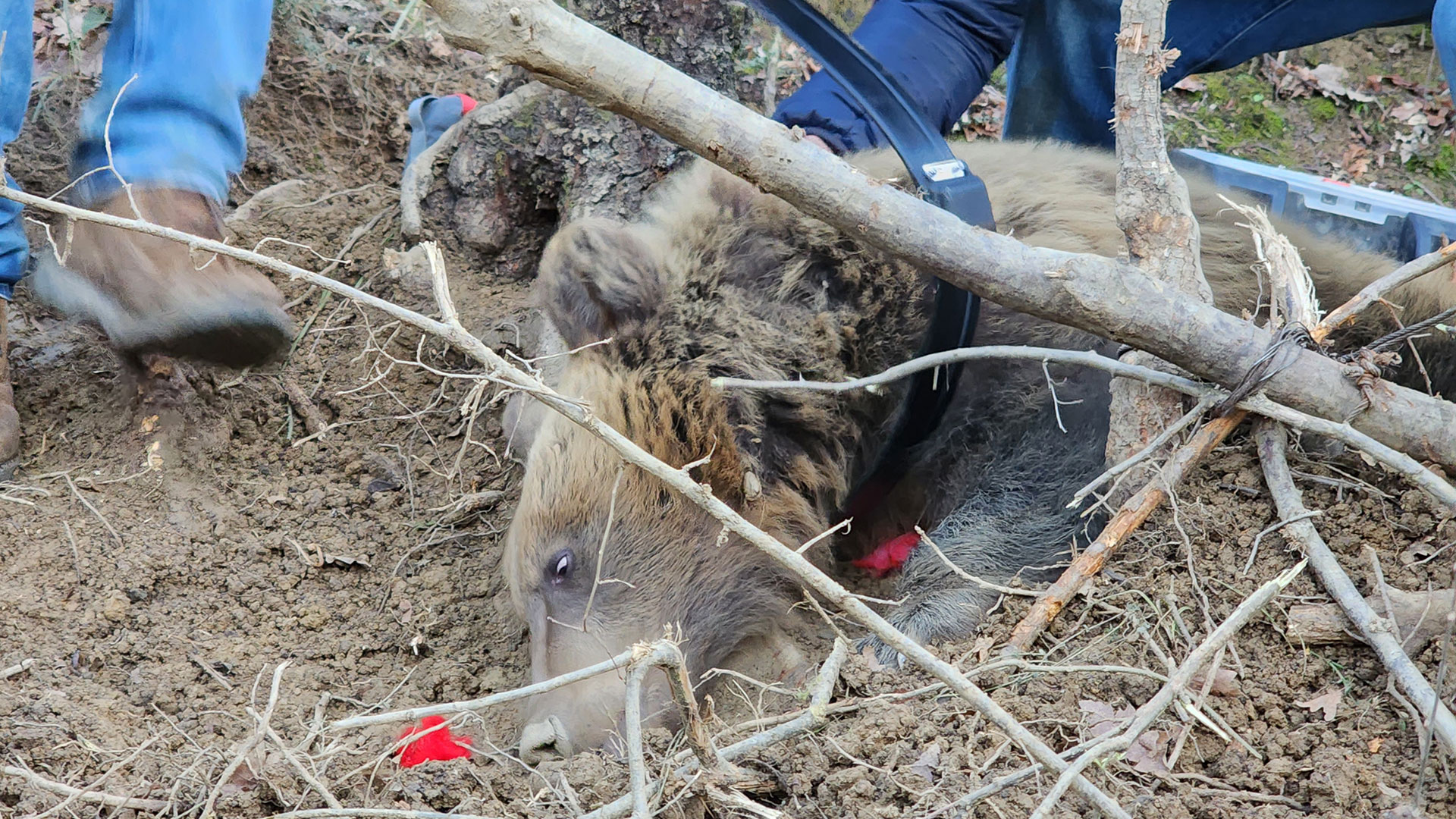 Διασυνοριακή συνεργασία για την απελευθέρωση παγιδευμένης αρκούδας-1