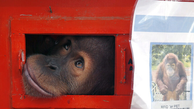 επαναπατρισμός-για-την-shizuka-562796062