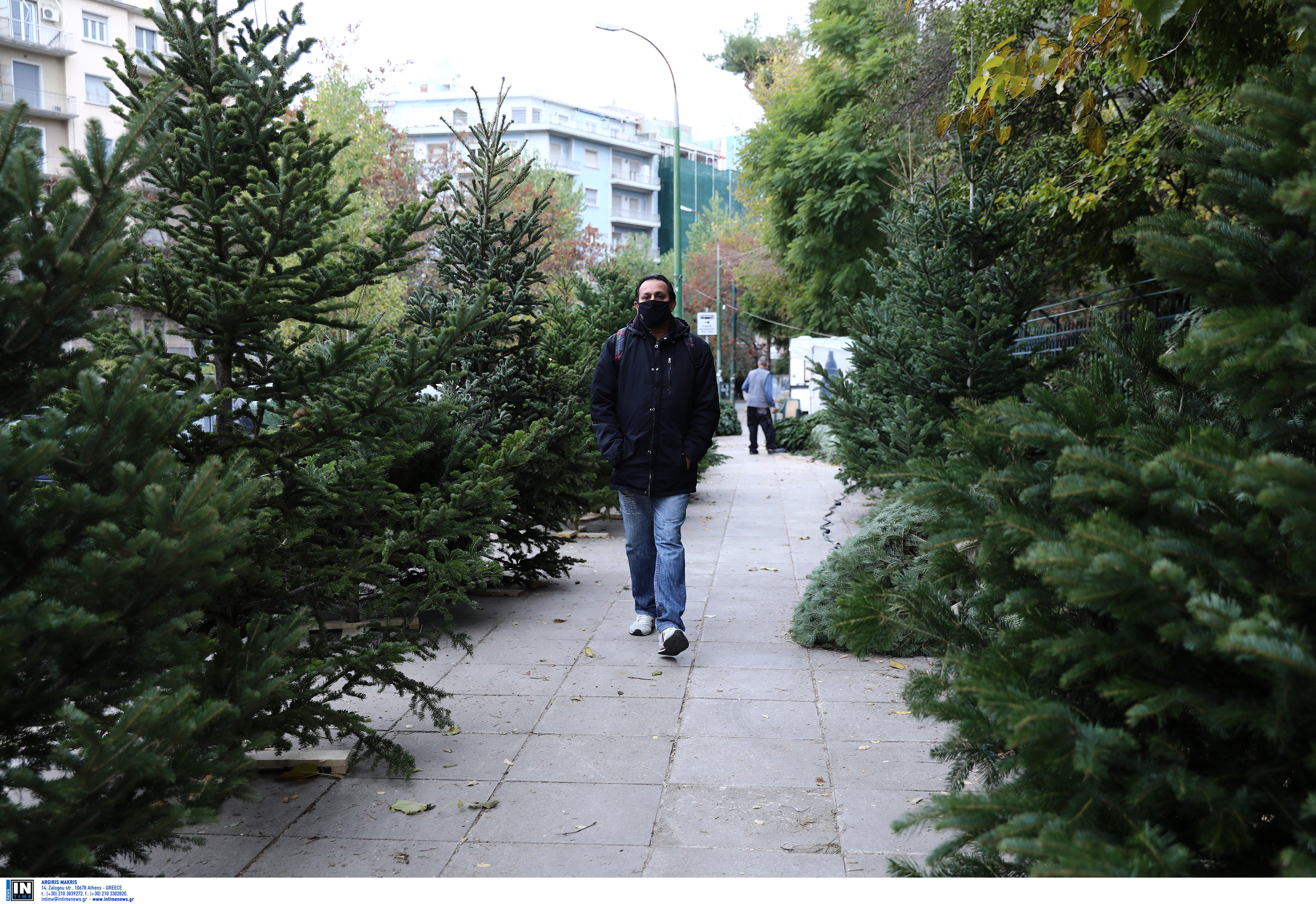 Η κρίση πλήττει το χριστουγεννιάτικο δέντρο – «Το έλατο εξαφανίζεται ως έθιμο»-1