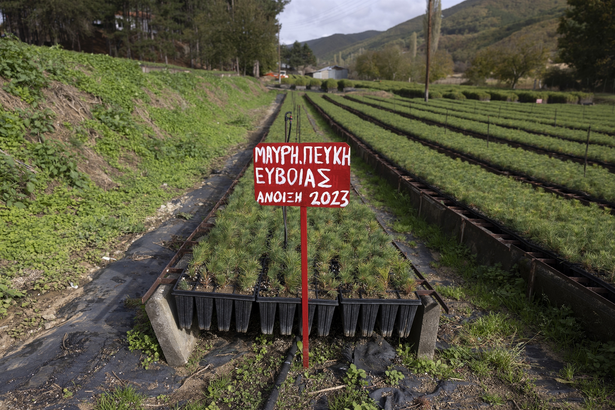 Τα πεύκα αυτά είναι τα μωρά μας-1