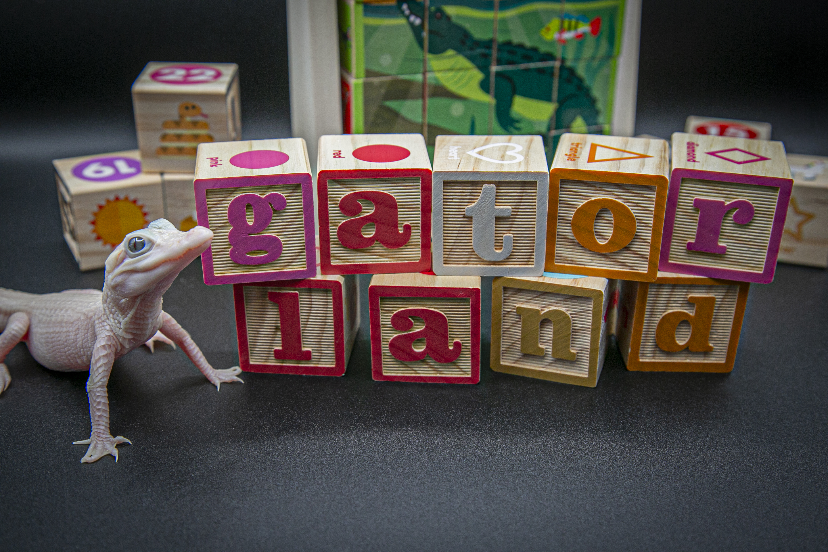 Φλόριντα: Ενας σπάνιος λευκός αλιγάτορας το νέο μέλος πάρκου ερπετών – Πάσχει από λευκισμό-2