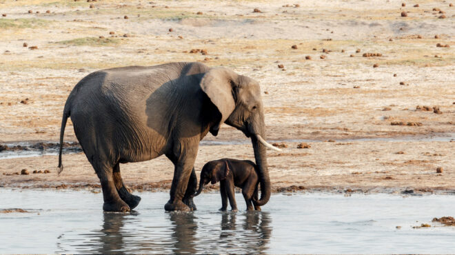 ζιμπάμπουε-δεκάδες-ελέφαντες-νεκροί-562772146