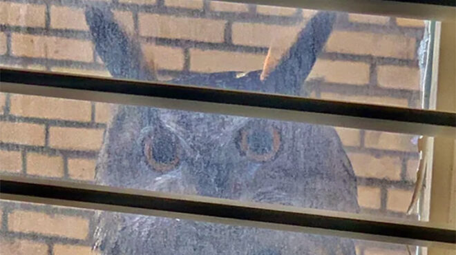 φλάκο-η-διάσημη-κουκουβάγια-του-central-park-εξε-562791109