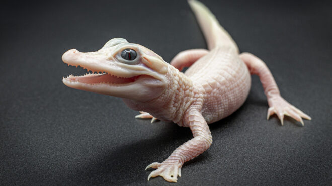 φλόριντα-ενας-σπάνιος-λευκός-αλιγάτο-562776403