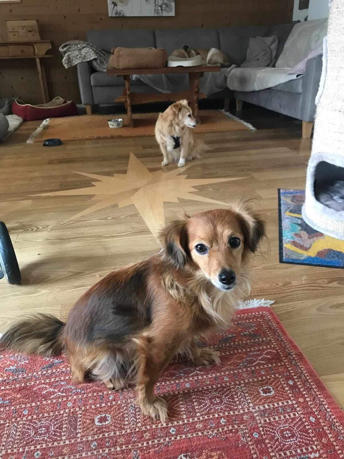 Το 2023 ήταν αδέσποτα, το 2024 θα τα βρει στις αγκαλιές των οικογενειών τους-8