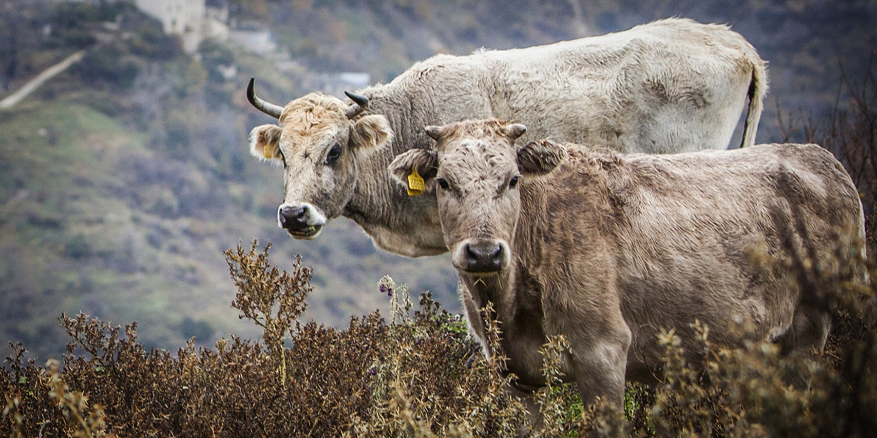 ΔΩΔΩΝΗ: 60 χρόνια αφιερωμένη στην ποιοτική γεύση-4