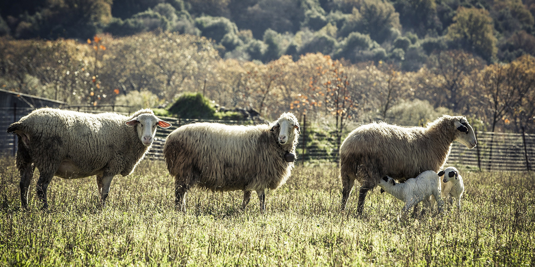 ΔΩΔΩΝΗ: 60 χρόνια αφιερωμένη στην ποιοτική γεύση-6