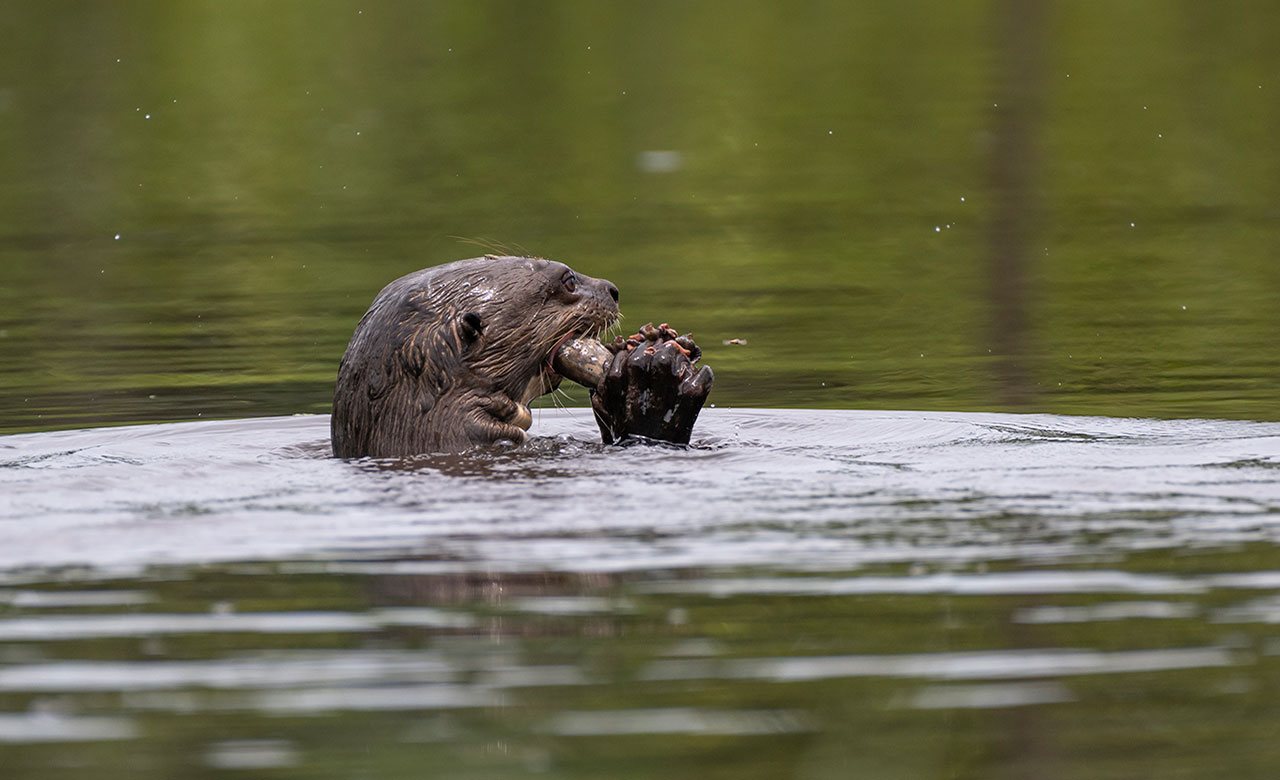 Αποστολή στον Αμαζόνιο με την Rolex και το National Geographic-5