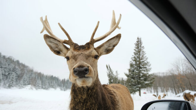 γιατί-τα-μάτια-των-ταράνδων-είναι-χρυσ-562790677