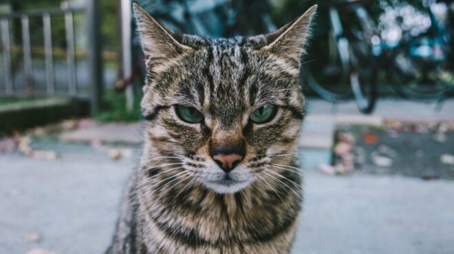 και-οι-γάτες-δαγκώνουν-γιατί-όμως-562759864