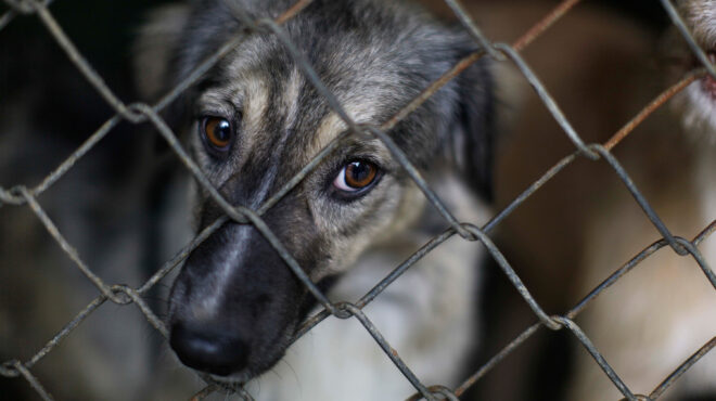 βόλος-νέα-καταγγελία-για-κακοποίηση-κ-562771885