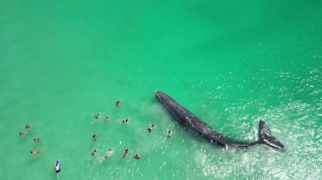 αυστραλία-φάλαινα-πλησίασε-υπερβολι-562777774