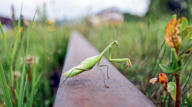 τα-νέα-εξωτικά-κατοικίδια-που-κυρια-562759672