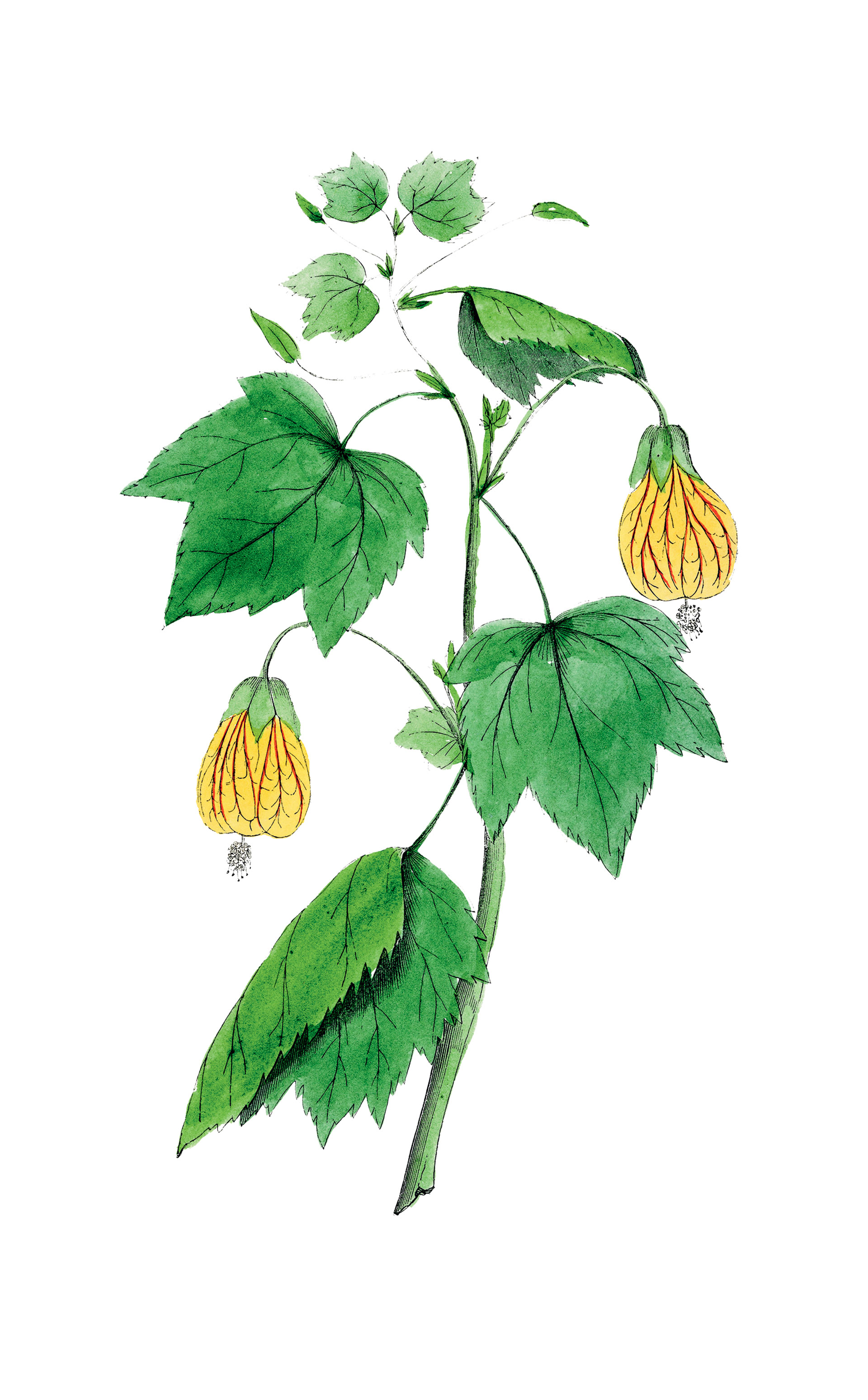 Το φυτό που θα φέρει την άνοιξη στο μπαλκόνι σας-1