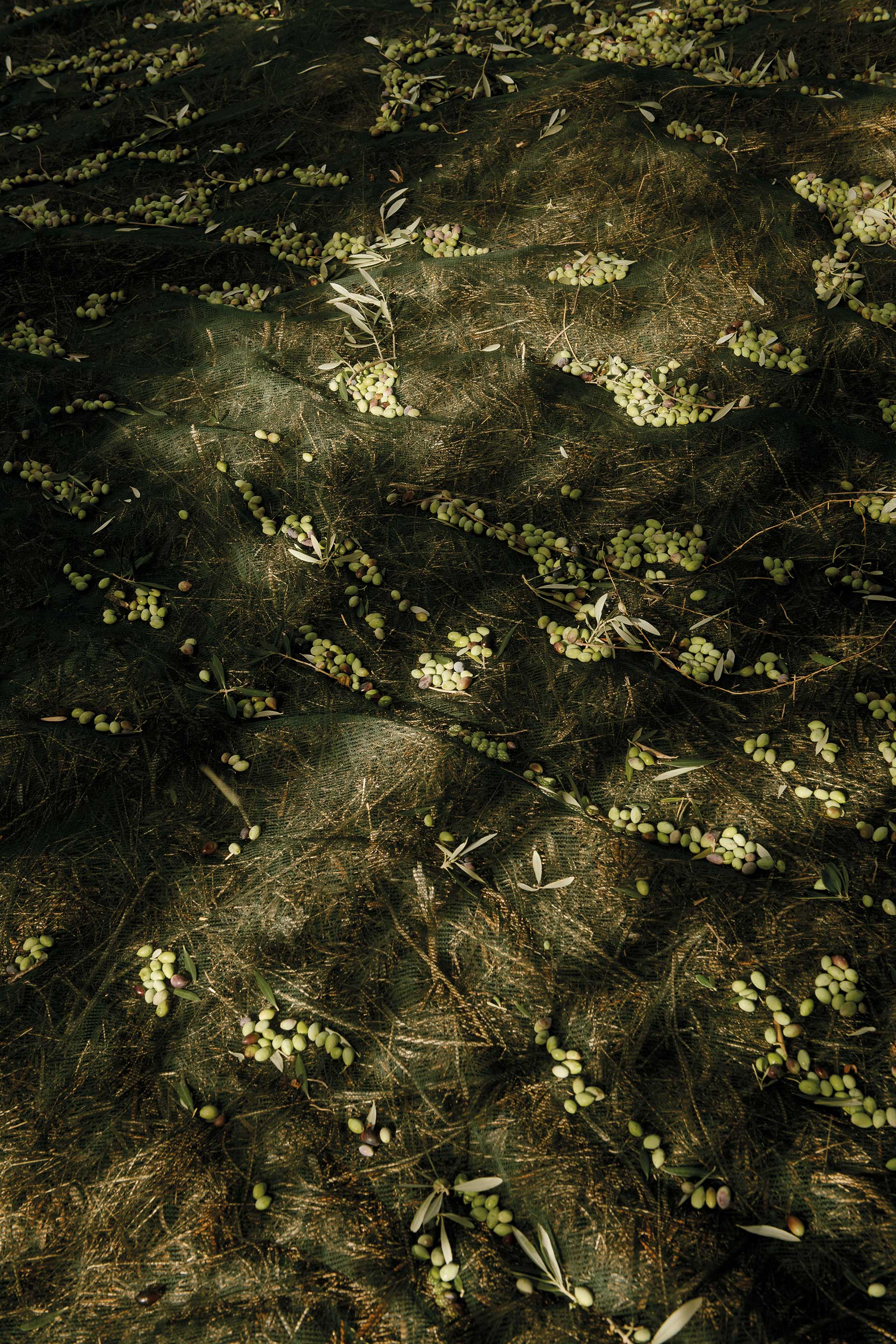 Τι σημαίνει στ’ αλήθεια ελαιόλαδο;-2