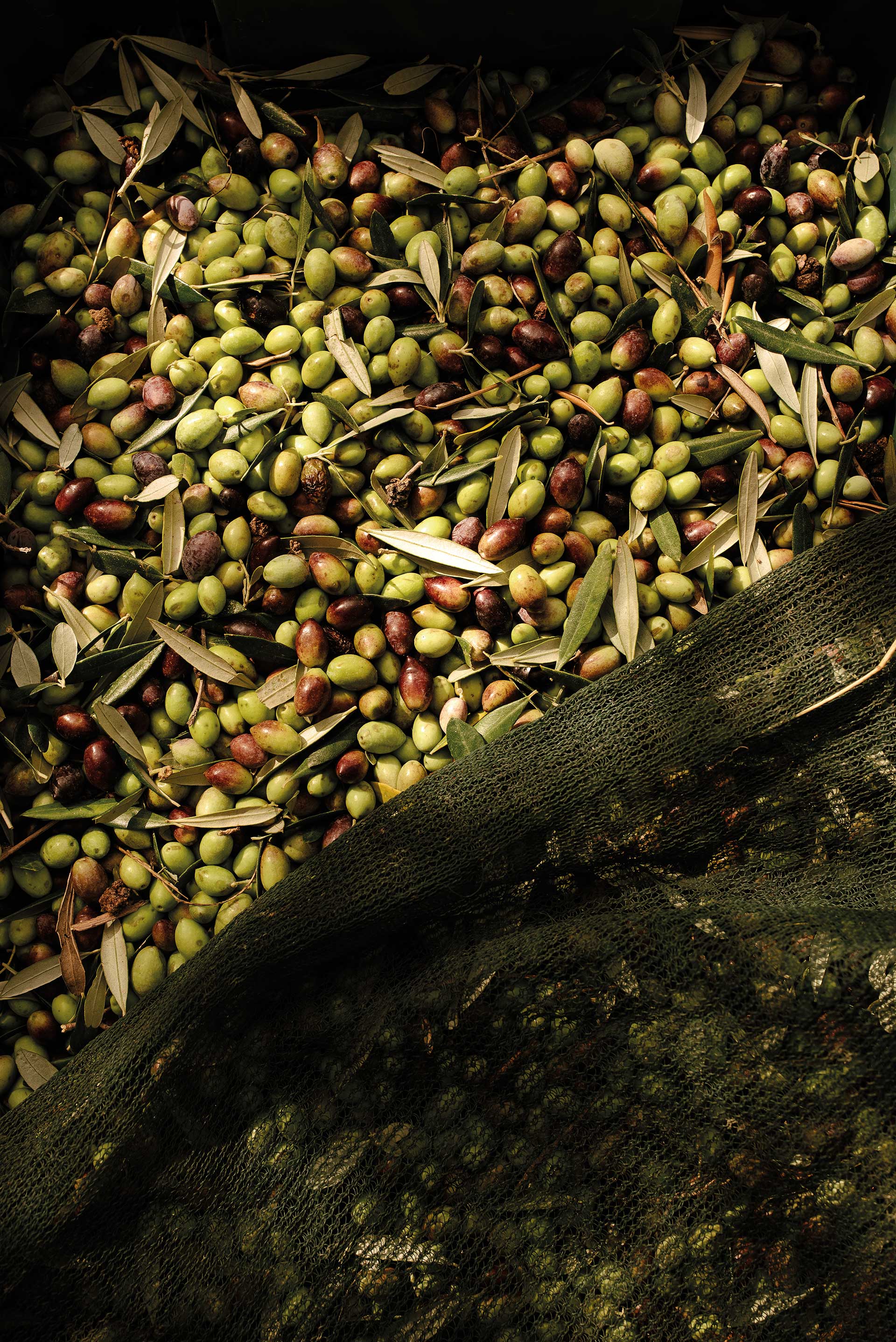 Τι σημαίνει στ’ αλήθεια ελαιόλαδο;-3