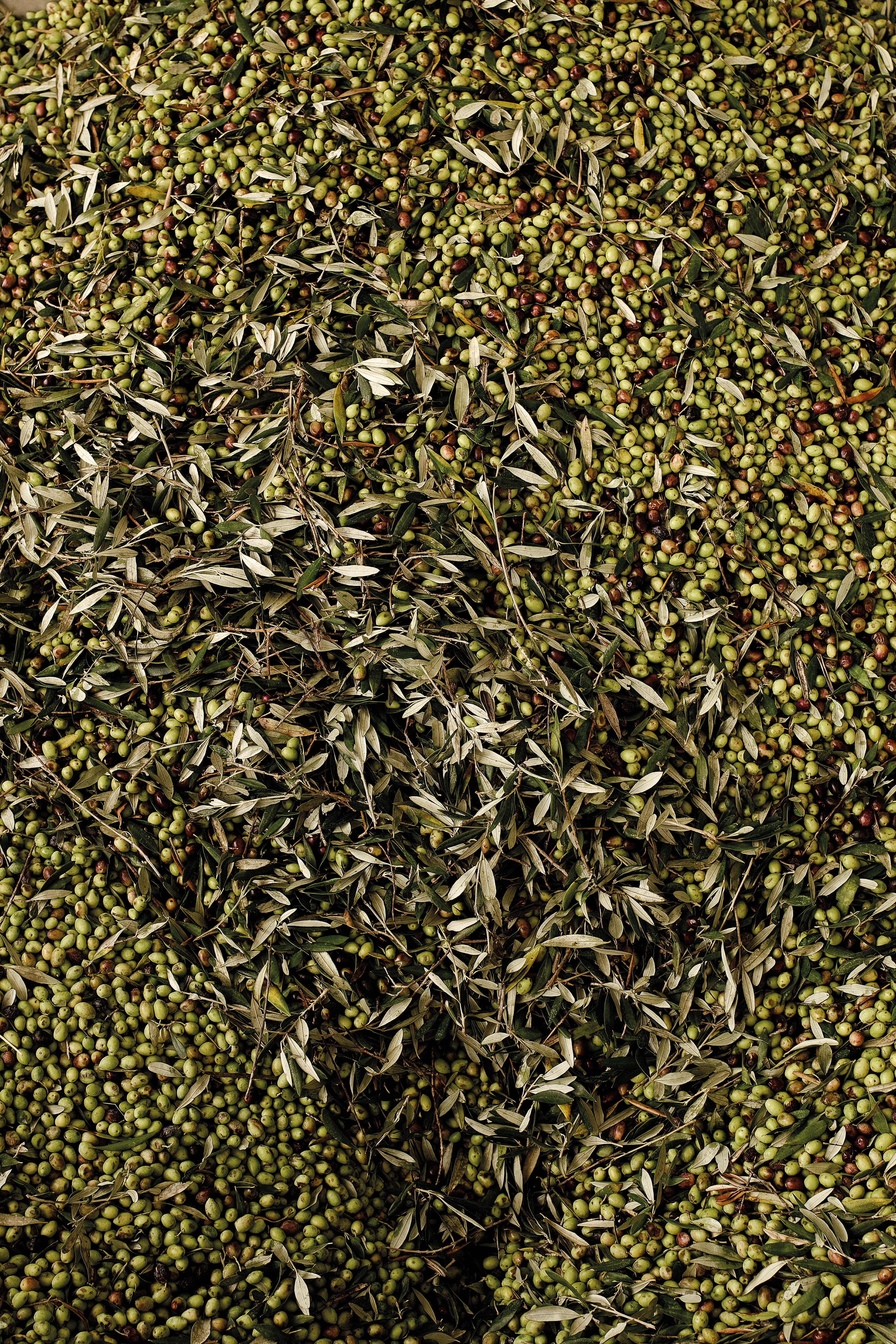 Τι σημαίνει στ’ αλήθεια ελαιόλαδο;-4