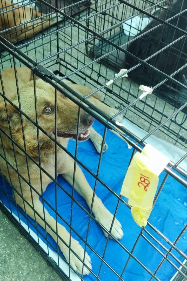 Το 2023 ήταν αδέσποτα, το 2024 θα τα βρει στις αγκαλιές των οικογενειών τους-2