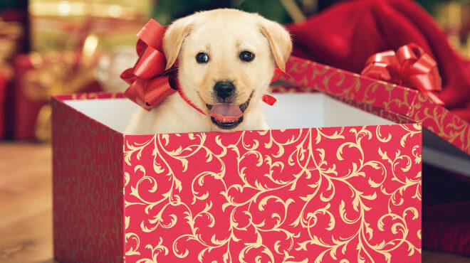 γιατί-τα-ζώα-δεν-είναι-δώρα-για-τις-γιορ-562796038