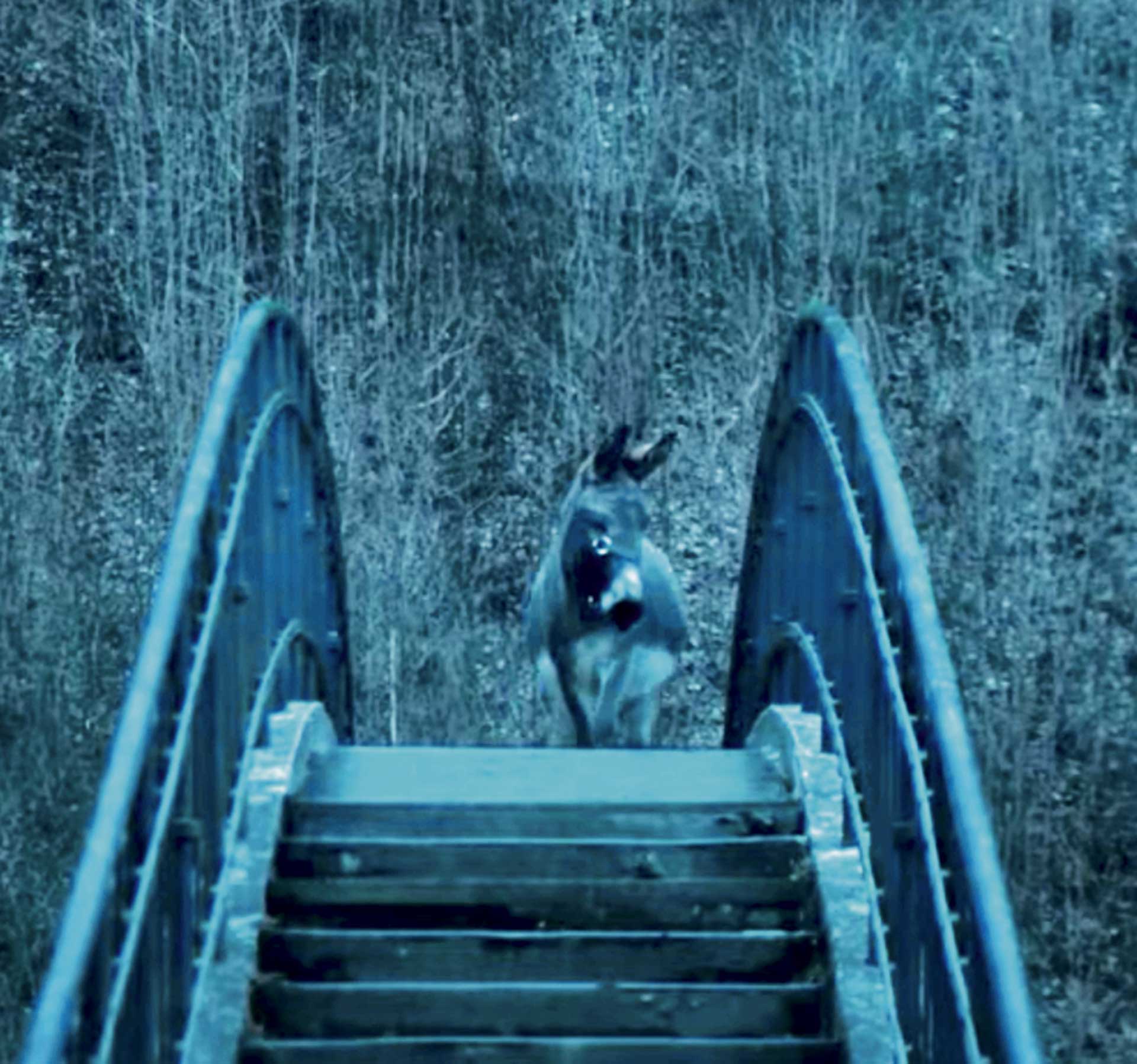 Home Cinema: Η περιπέτεια μιας οικογένειας κι ένας γλυκός γάιδαρος-1