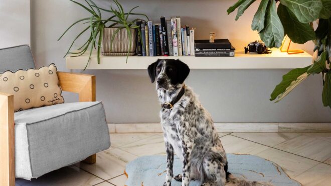 ένα-φωτεινό-οικογενειακό-και-ευχάρισ-562767775