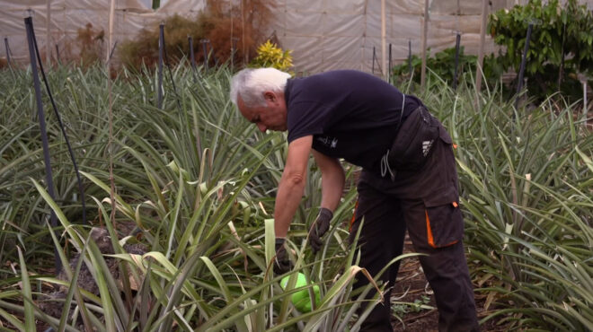 το-οικολογικό-ελ-ιέρο-των-καναρίων-νήσ-562804237