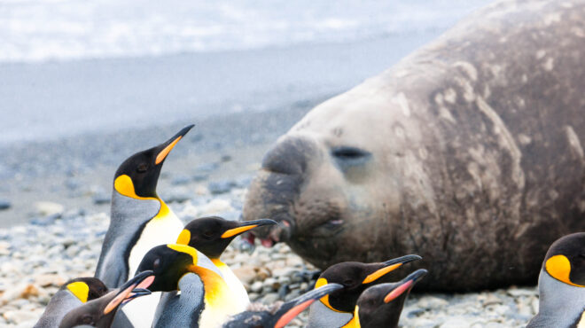 η-γρίπη-των-πτηνών-σαρώνει-την-ανταρκτ-562771612
