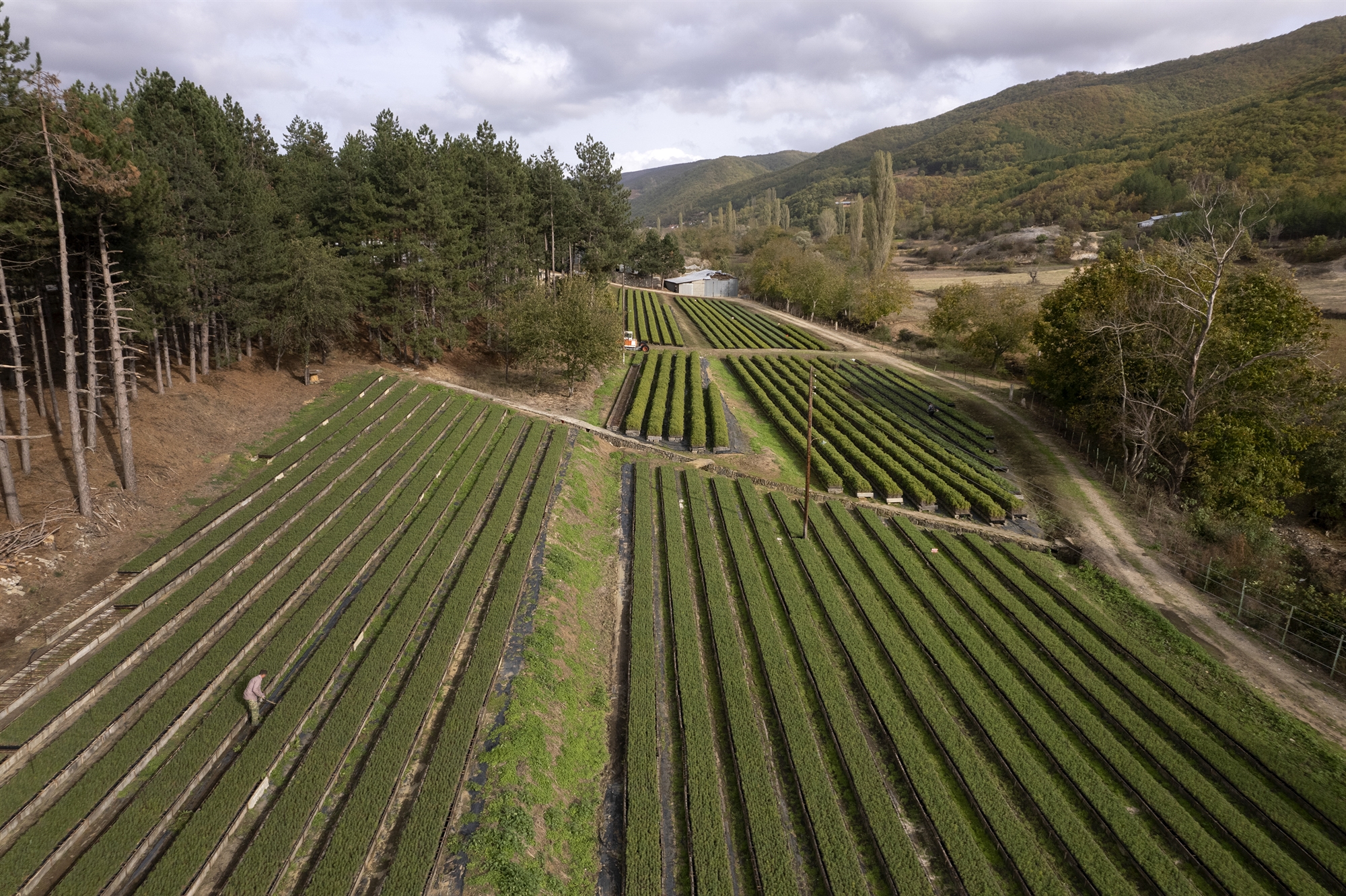 Τα πεύκα αυτά είναι τα μωρά μας-3