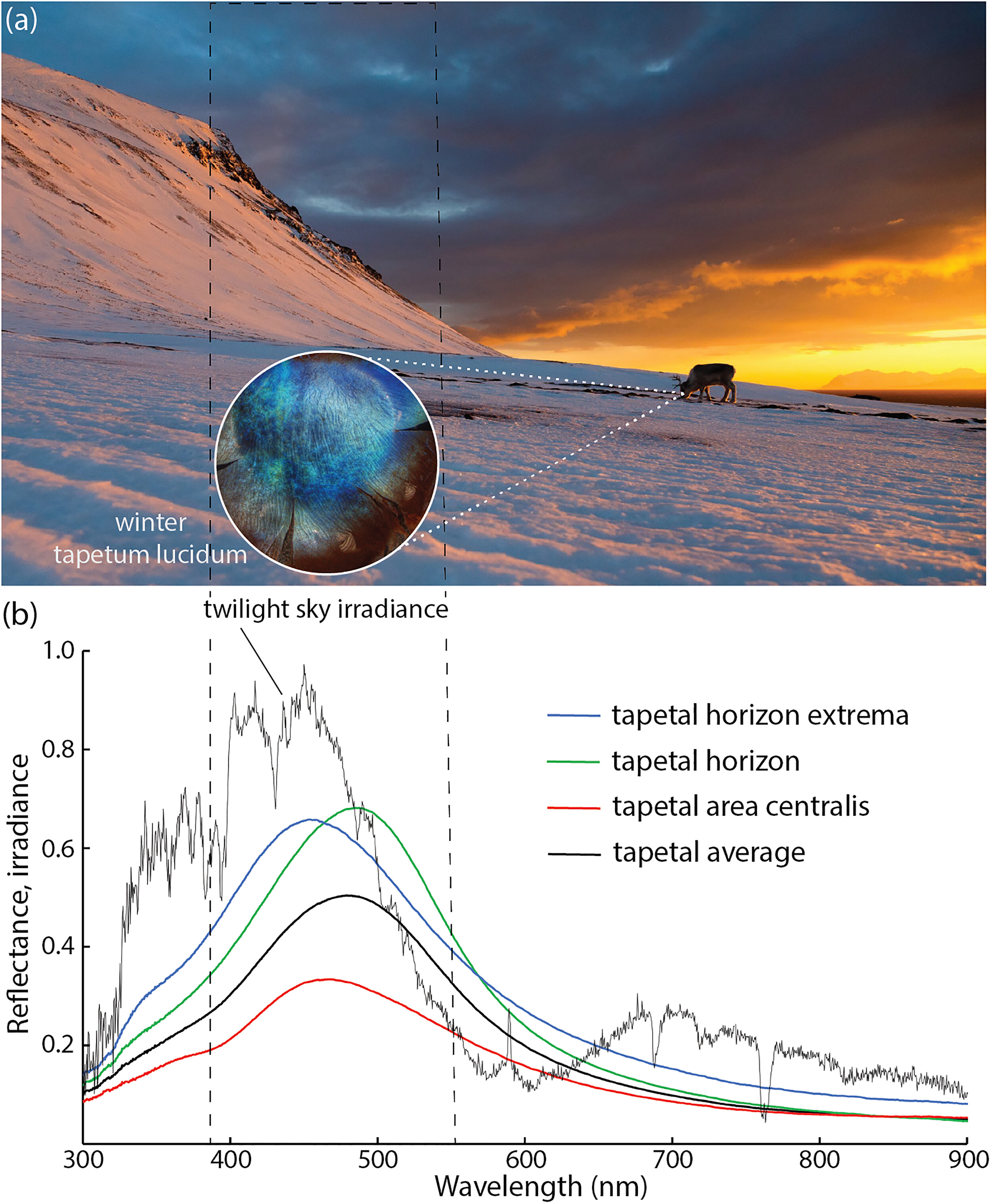 Γιατί τα μάτια των ταράνδων είναι χρυσά το καλοκαίρι και… μπλε τον χειμώνα-2