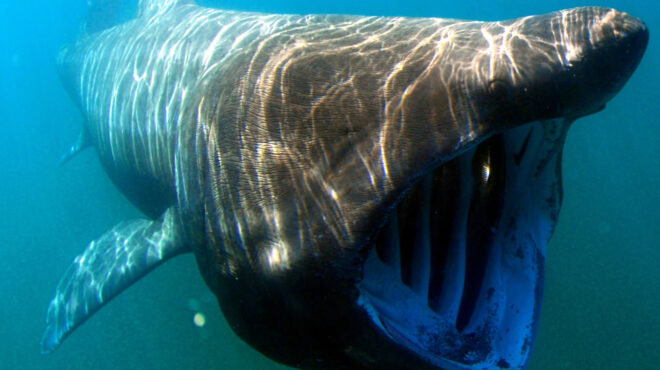 σπάνιος-μεγαλόστομος-καρχαρίας-ξεβρ-562780084