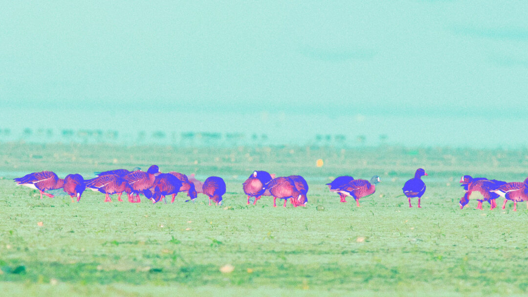 ένα-μικρό-θαύμα-στη-λίμνη-κερκίνη-562780558