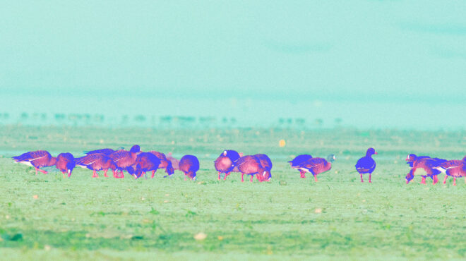 οι-χαμωτίδες-επέστρεψαν-στο-δέλτα-του-562780558