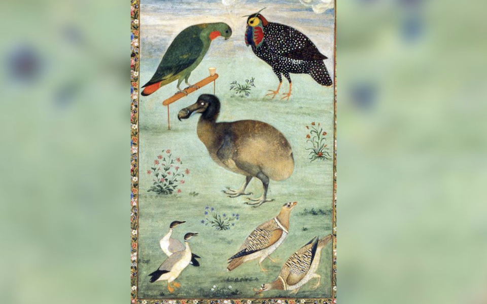 Εξαφανισμένα από τον 17ο αιώνα ντόντο «εκκολάπτονται» σε εργαστήρια-1