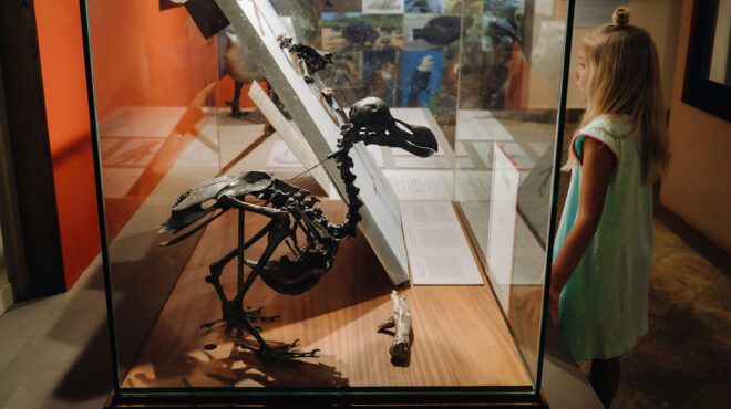 εξαφανισμένα-από-τον-17ο-αιώνα-ντόντο-ε-562760065