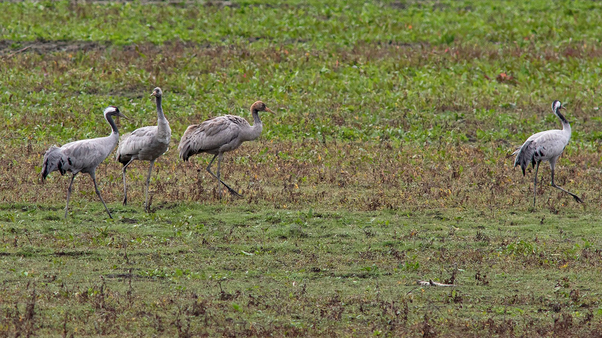 Ένα μικρό θαύμα στη λίμνη Κερκίνη-2