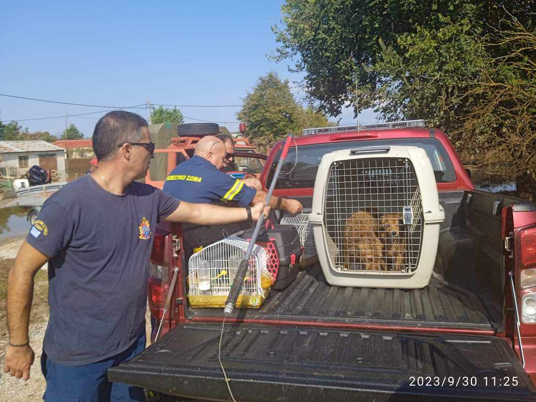 Το 2023 ήταν αδέσποτα, το 2024 θα τα βρει στις αγκαλιές των οικογενειών τους-7