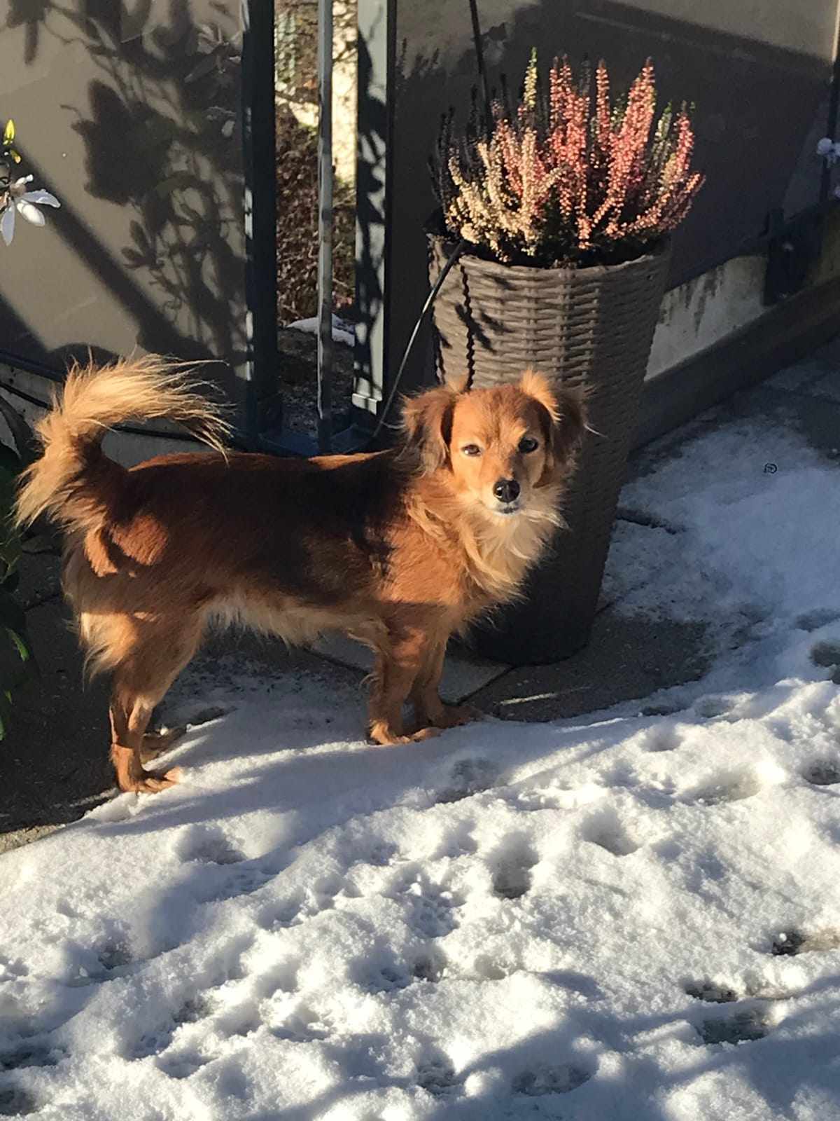 Το 2023 ήταν αδέσποτα, το 2024 θα τα βρει στις αγκαλιές των οικογενειών τους-6