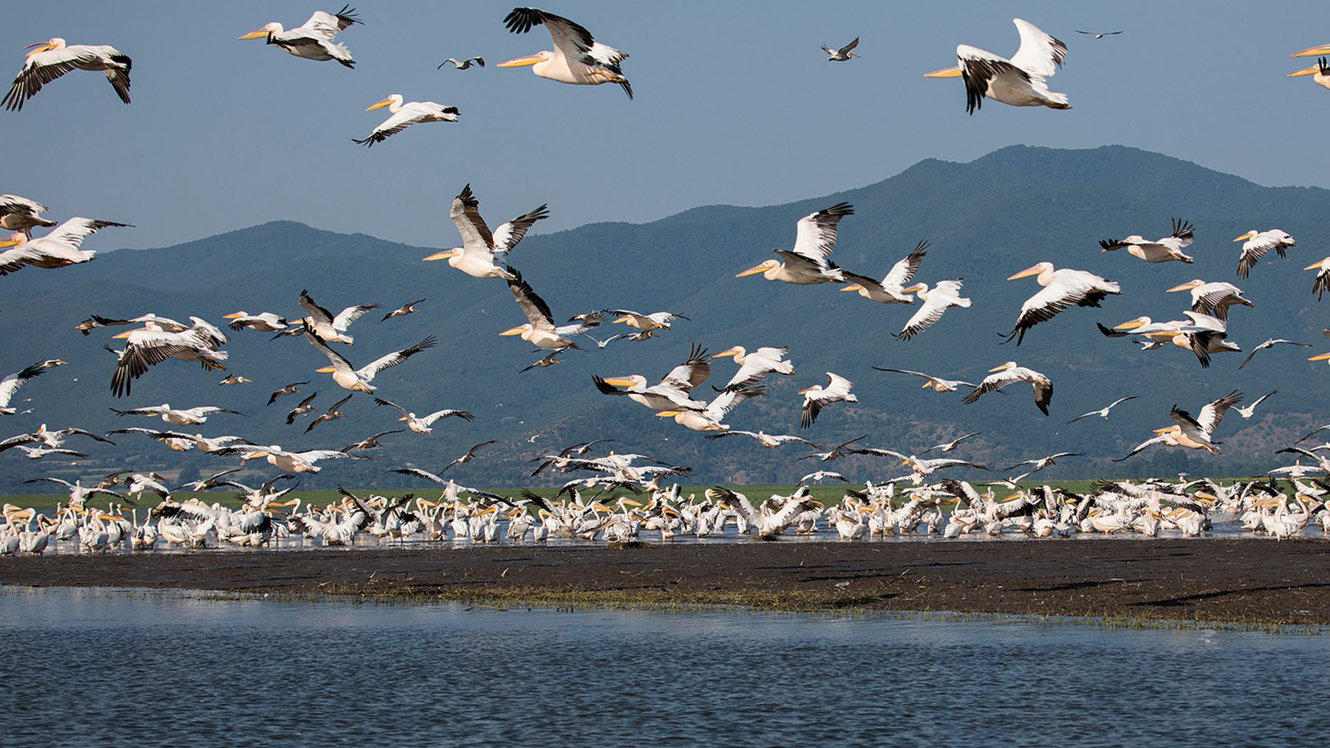 Ένα μικρό θαύμα στη λίμνη Κερκίνη-1