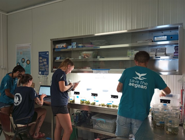 Φυτεύοντας το δάσος της θάλασσας στους Λειψούς-2