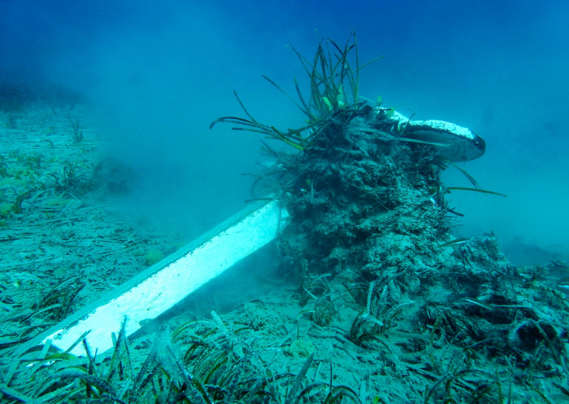 Φυτεύοντας το δάσος της θάλασσας στους Λειψούς-4