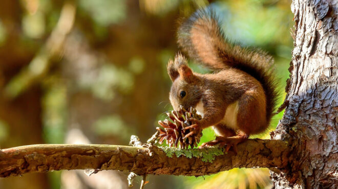 ιαπωνία-ζωολογικός-κήπος-ερευνά-πιθα-562780777