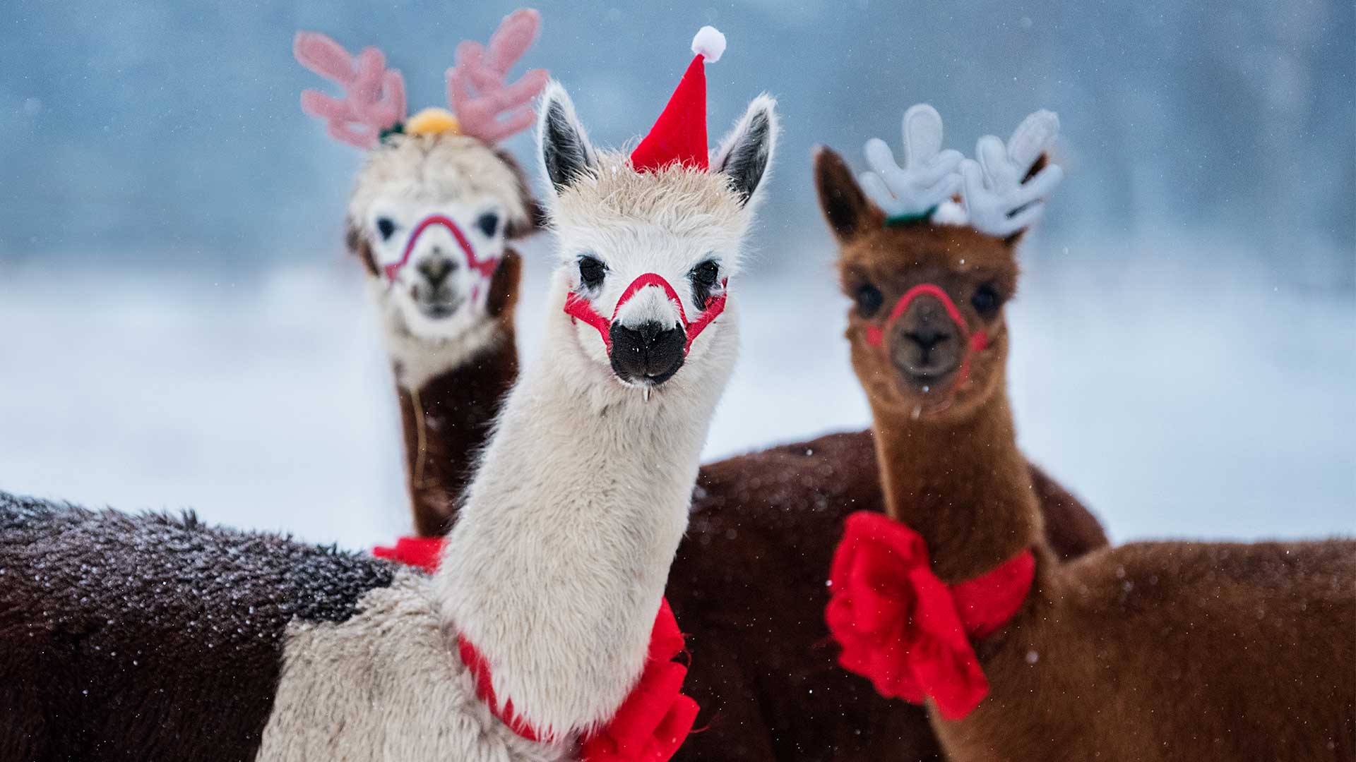 Τα πιο αλλόκοτα έθιμα των Χριστουγέννων-1