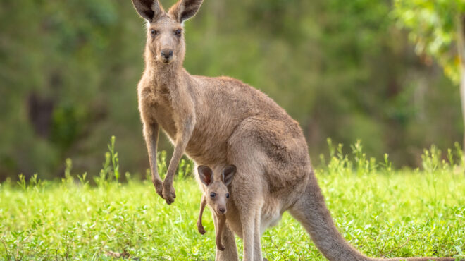 καγκουρό-γρονθοκόπησε-αστυνομικό-562764286